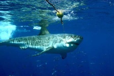 image of great_white_shark #13