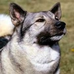 image of animal