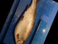 image of fish