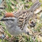 image of bird