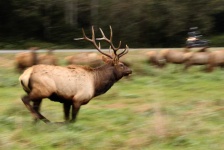 image of animal