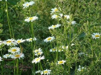 image of daisy