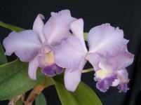 image of flower