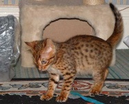image of animal