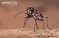 image of tiger_beetle #1