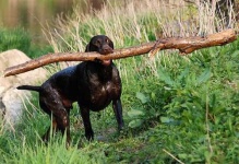 image of german_short_haired_pointer