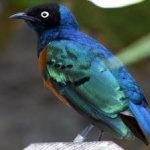 image of bird