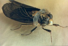 image of cicada