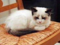 image of animal