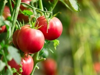 image of tomato #26