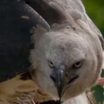 image of harpy_eagle #21