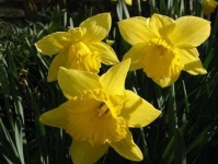 image of flower