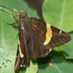 image of banded_butterfly #144