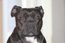 image of animal