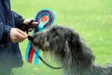 image of scottish_deerhound #4