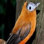 image of bird
