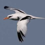 image of bird