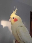 image of cockatiel