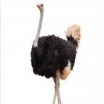 image of bird
