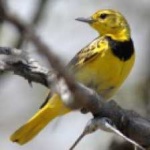 image of bird