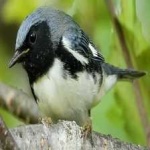 image of bird