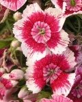image of flower