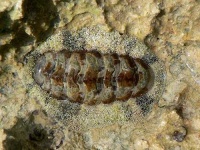 image of chiton