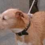 image of ibizan_hound