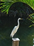 image of american_egret