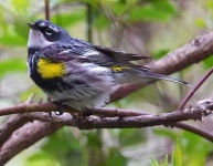 image of warbler