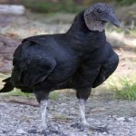 image of bird