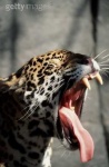 image of jaguar_car
