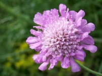 image of flower