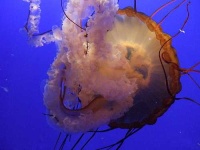 image of jellyfish
