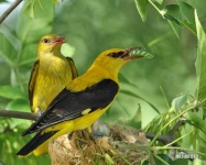 image of oriole