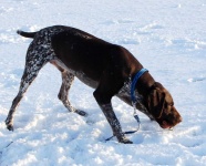 image of german_short_haired_pointer
