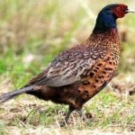 image of bird