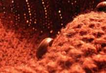 image of wool