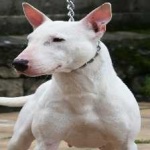 image of animal