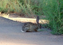 image of animal