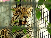 image of jaguar_car