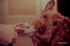 image of irish_terrier #16