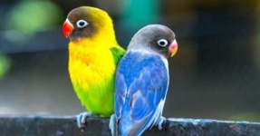 image of lovebird