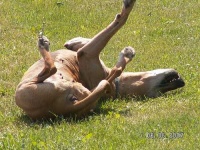 image of rhodesian_ridgeback