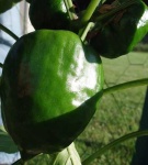 image of bell_pepper
