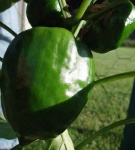 image of bell_pepper #9