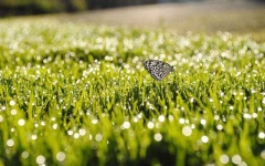 image of grass