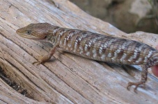 image of alligator_lizard