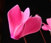image of flower