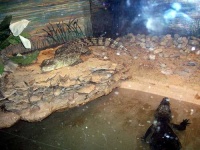 image of african_crocodile